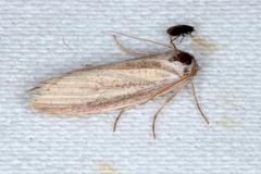 Prionopterina grammatistis