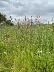 Ballico perenne (Lolium perenne): origen y usos — foto 2
