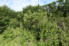 Crataegus dahurica