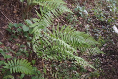 Dryopteris uniformis