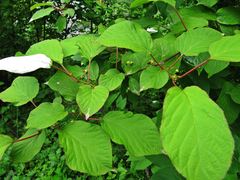 Actinidia kolomikta