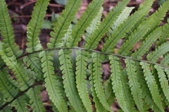 Dryopteris uniformis