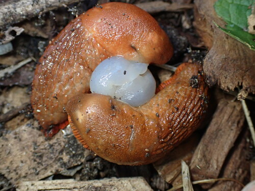 Didysis arionas nuotrauka