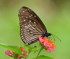 Euploea mulciber mulciber