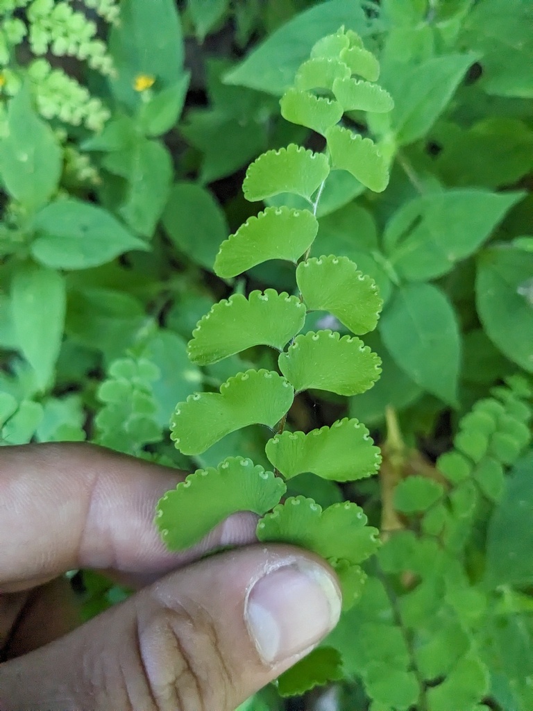 Adiantum patens (Adiantum patens)