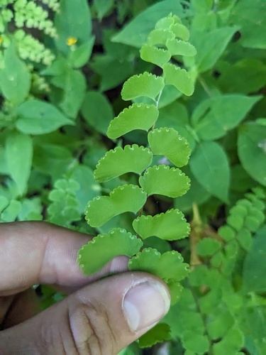 Adiantum patens (Adiantum patens)