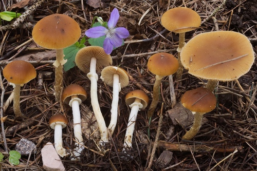 Representative image of Conocybe aporos
