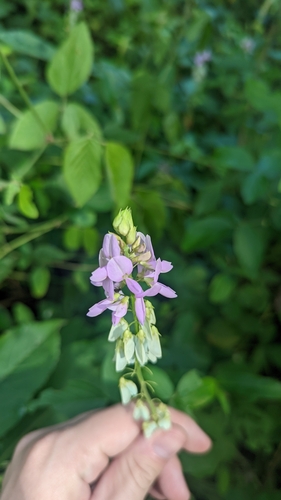 Desmodium intortum observed 2023-12-02