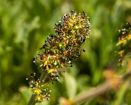 Acaena splendens (Acaena splendens)