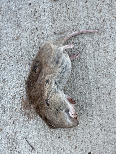 Plains Pocket Gopher