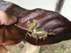 Pseudacanthops centralis