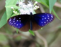 Euploea mulciber mulciber