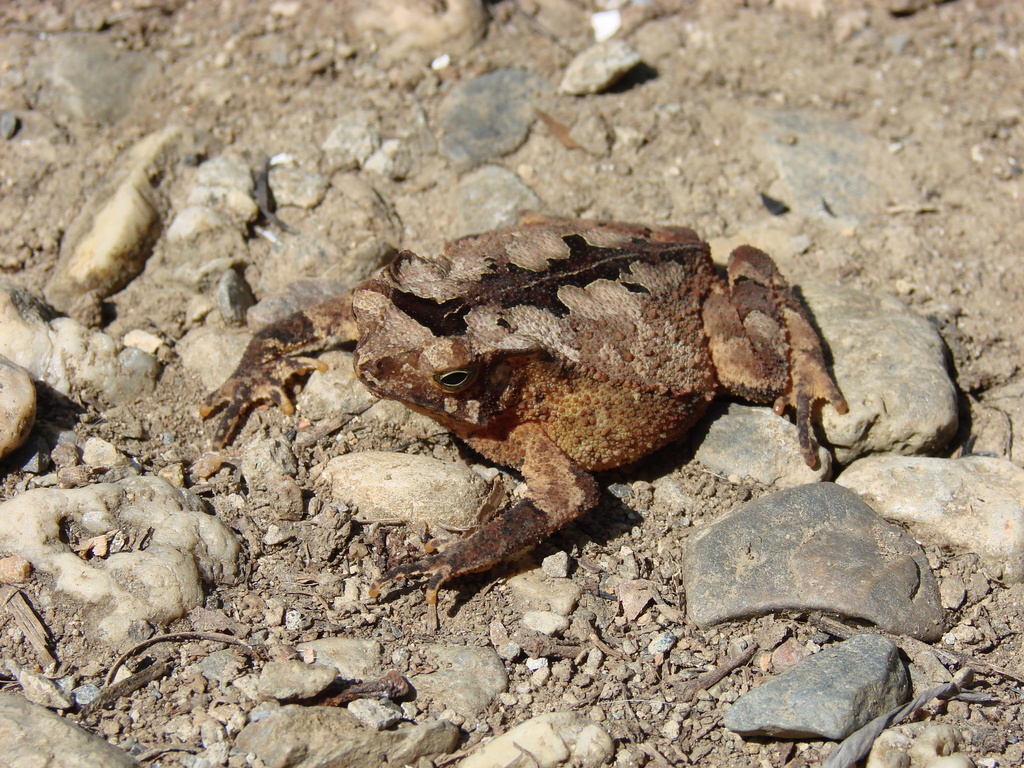 Falcon Toad