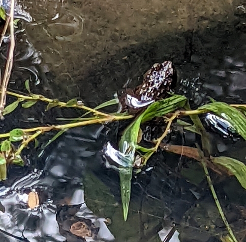 Glandirana rugosa observed 2023-12-02