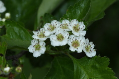 Crataegus maximowiczii