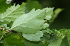 Crataegus maximowiczii
