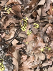 Rhus aromatica aromatica