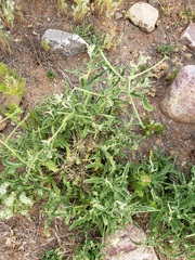 Matthiola parviflora