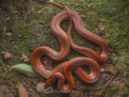 Red Bamboo Trinket Snake