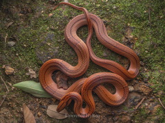 Black-Banded Trinket Snake photo 5