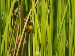 Black-Polled Yellowthroat photo 2