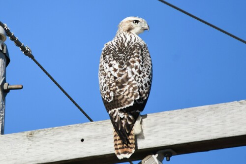 Harlan's Hawk photographed in Kentucky