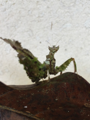 Pseudacanthops centralis