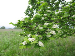 Crataegus maximowiczii