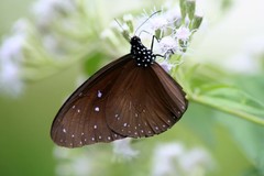 Euploea mulciber mulciber