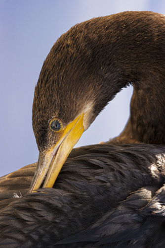 Neotropic Cormorant, photo 4 of 9