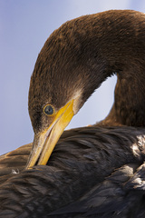 Neotropic Cormorant photo 5