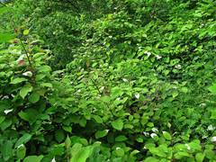 Actinidia kolomikta