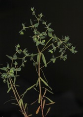Euphorbia peplidion