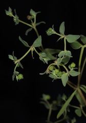 Euphorbia peplidion