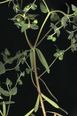 Euphorbia peplidion
