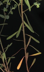Euphorbia peplidion