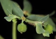 Euphorbia peplidion