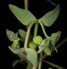 Euphorbia peplidion