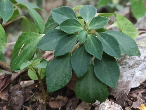 Peperomia angustata