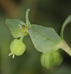 Euphorbia peplidion