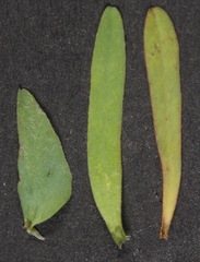 Euphorbia peplidion