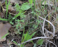 Euphorbia peplidion