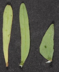 Euphorbia peplidion