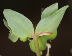 Euphorbia peplidion