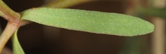 Euphorbia peplidion