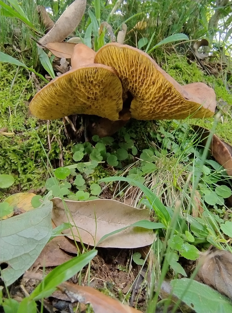 Boletinellus rompelii · December 2023 · photo: © lelacappelli (iNaturalist, cc0)