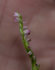 Spiranthes sinensis
