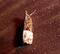 Scoparia minusculalis