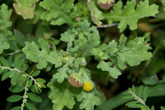 Grangea maderaspatana