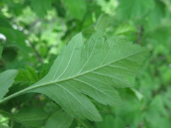 Crataegus maximowiczii